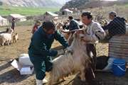بیش از 500 هزار راس دام عشایر استان همدان در مناطق قشلاقی لرستان ، ایلام و خوزستان مایه کوبی می شود