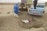 یک راس گوسفند مشکوک به هاری در شهرستان فامنین معدوم سازی شد