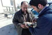 یک قطعه قرقی بیمار در محل اداره دامپزشکی شهرستان رزن تحت درمان قرار گرفت
