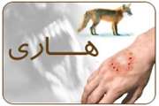 در روز جهانی دامپزشكی اعلام شد؛ واكسیناسیون بیش از 9 هزار و 500 سگ بر علیه هاری در همدان
