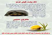 لاك پشت گوشت قرمز و حلزون سیبی