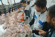 ضبط و امحاء بیش از 13 تن مرغ در کشتارگاه طیور تویسرکان تحت نظارت بازرسان عالیه دامپزشکی