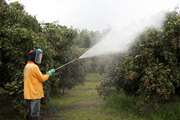 مسمومیت ناشی از سمپاشی در زنبورستان ها و محافظت از گرده افشان ها در باغات و مزارع کشاورزی