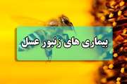 بروشور بیماری های زنبور عسل