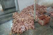 ضبط بیش از 1400 کیلوگرم مرغ کشتاری غیر قابل مصرف در کشتارگاه صنعتی طیور تویسرکان