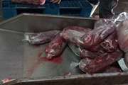 توقیف و معدوم‌سازی  یکصد وهشتاد  کیلوگرم گوشت منجمد حمل‌ شده با خودرو فاقد ضوابط دامپزشکی 