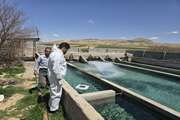 پایش و کنترل بیماری های ویروسی آبزیان در شهرستان کبودرآهنگ