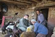 ارائه خدمات رایگان دامپزشکی در روستا دره چنار   شهرستان ملایر