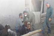 خدمات رایگان دامپزشکی کبودرآهنگ به مناسبت ایام سوگواری ارتحال امام خمینی(ره)