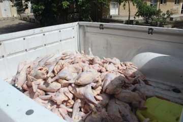 بازرسی و ضبط و معدوم سازی مواد خام دامی غیر بهداشتی