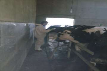 عملیات واکسیناسیون دام در شهرستان بهار