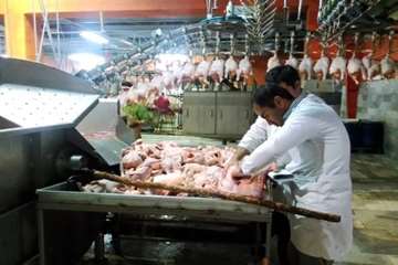 بازدید شبانه از کشتارگاه طیور