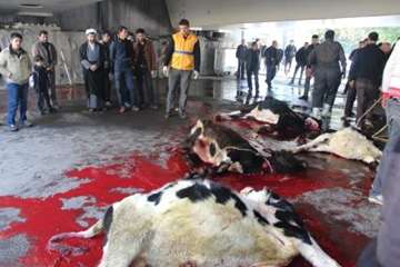 مراسم نظارت بهداشتی و شرعی بر دام های قربانی در تاسوعا و عاشورای حسینی