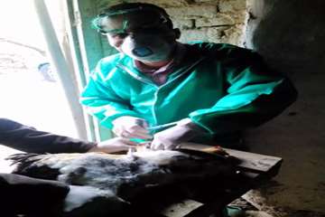 بررسی تلفات مرغ بومی در شهرستان بهار توسط اداره دامپزشکی