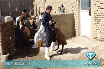 خدمت رسانی به روستای محروم در هفته دامپزشکی