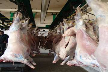 كشتارگاه دام