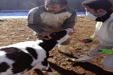 عملیات واکسیناسیون دام در شهرستان بهار