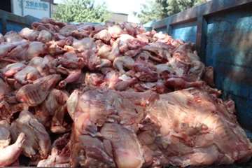 ضبط و معدوم سازی مواد خام دامی غیر قابل مصرف و ناریخ گذشته