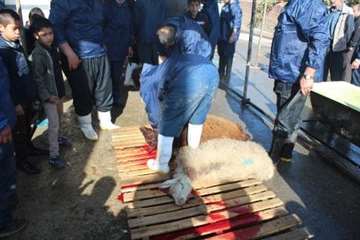 مراسم نظارت بهداشتی و شرعی بر دام های قربانی در تاسوعا و عاشورای حسینی