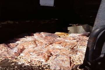 ضبط و معدوم سازی پای مرغ