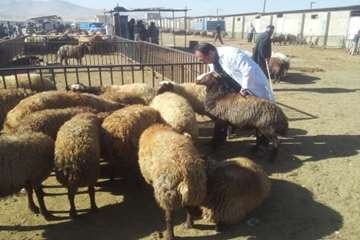 عکس تاسوعا و عاشوراسال95