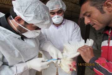 بازدید و نمونه گیری رئیس و کارشناسان دامپزشکی از طیور بومی روستای شیلاندره در اسدآباد