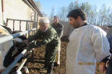  عملیات واکسیناسیون تب برفکی در شهرستان اسدآباد