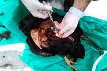 بررسی تلفات مرغ بومی در شهرستان بهار توسط اداره دامپزشکی