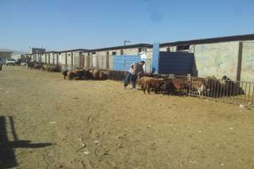 عکس تاسوعا و عاشوراسال95