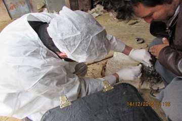 بازدید و نمونه گیری رئیس و کارشناسان دامپزشکی از طیور بومی روستای شیلاندره در اسدآباد