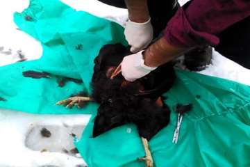 بررسی تلفات مرغ بومی در شهرستان بهار توسط اداره دامپزشکی