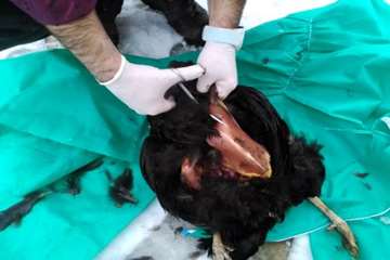 بررسی تلفات مرغ بومی در شهرستان بهار توسط اداره دامپزشکی