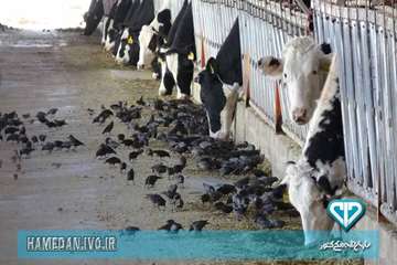 حضوردکترجهان پیما و دکتر امیری در اداره کل دامپزشکی استان و بازدید از گاوداری صنعتی