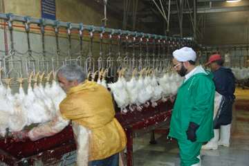 كشتارگاه طيور