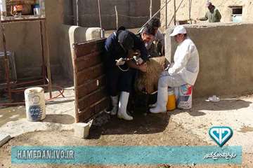 خدمت رسانی به روستای محروم در هفته دامپزشکی