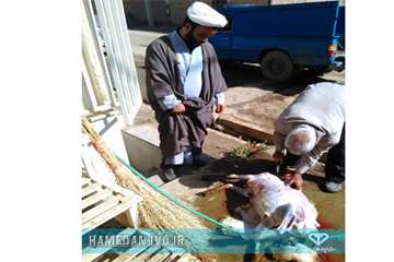 طرح نظازت شرعی و بهداشتی به دامهای قربانی در تاسوعا و عاشورای حسینی