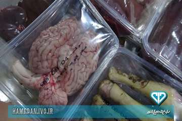 بسته بندی و لیبل گذاری آلایش دامی در استان همدان