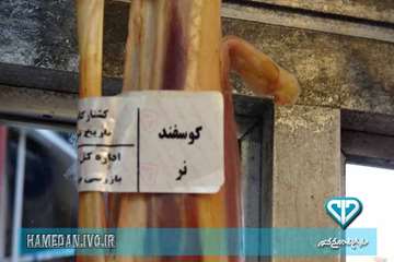 بسته بندی و لیبل گذاری آلایش دامی در استان همدان