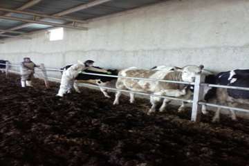 عملیات واکسیناسیون دام در شهرستان بهار