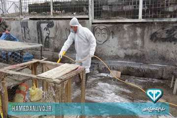 سم پاشی و ضد عفونی بازار پرندگان شهرستان همدان و توزیع بروشور های بیماری آنفلوانزا