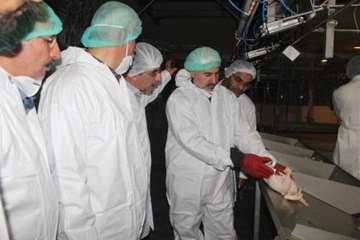 بازدید کارشناسان سازمان دامپزشکی کشور از کشتارگاه طیور در استان همدان