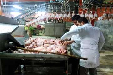 بازدید شبانه از کشتارگاه طیور