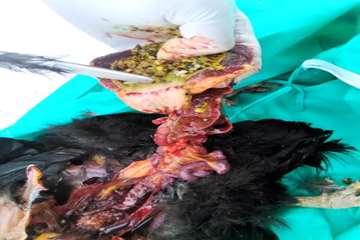 بررسی تلفات مرغ بومی در شهرستان بهار توسط اداره دامپزشکی