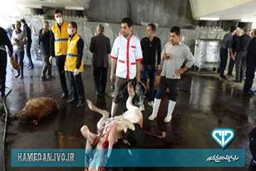 نظارت بازرسان اداره کل دامپزشکی استان همدان بر دام های قربانی در ایام عاشورا و تاسوعای حسینی