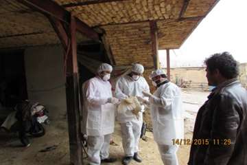 بازدید و نمونه گیری رئیس و کارشناسان دامپزشکی از طیور بومی روستای شیلاندره در اسدآباد