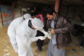 بازدید و نمونه گیری رئیس و کارشناسان دامپزشکی از طیور بومی روستای شیلاندره در اسدآباد