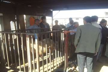 عکس تاسوعا و عاشوراسال95