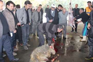 مراسم نظارت بهداشتی و شرعی بر دام های قربانی در تاسوعا و عاشورای حسینی