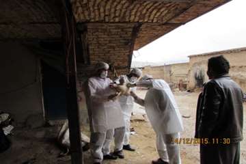 بازدید و نمونه گیری رئیس و کارشناسان دامپزشکی از طیور بومی روستای شیلاندره در اسدآباد