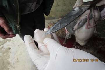 بازرسی و سرکشی رئیس اداره از قصابی و مرغ فروشی های روستاها